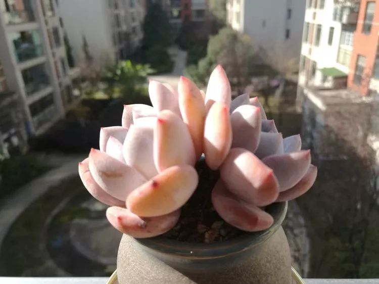 冬日暖阳邂逅最美的多肉,冬日暖阳和多肉暖了我的心