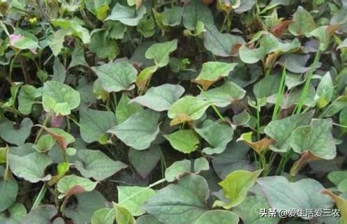 健康好吃的野菜种植,农村野菜种植项目能赚钱吗