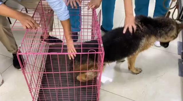 忠犬守去世主人,忠犬守在去世主人家门口