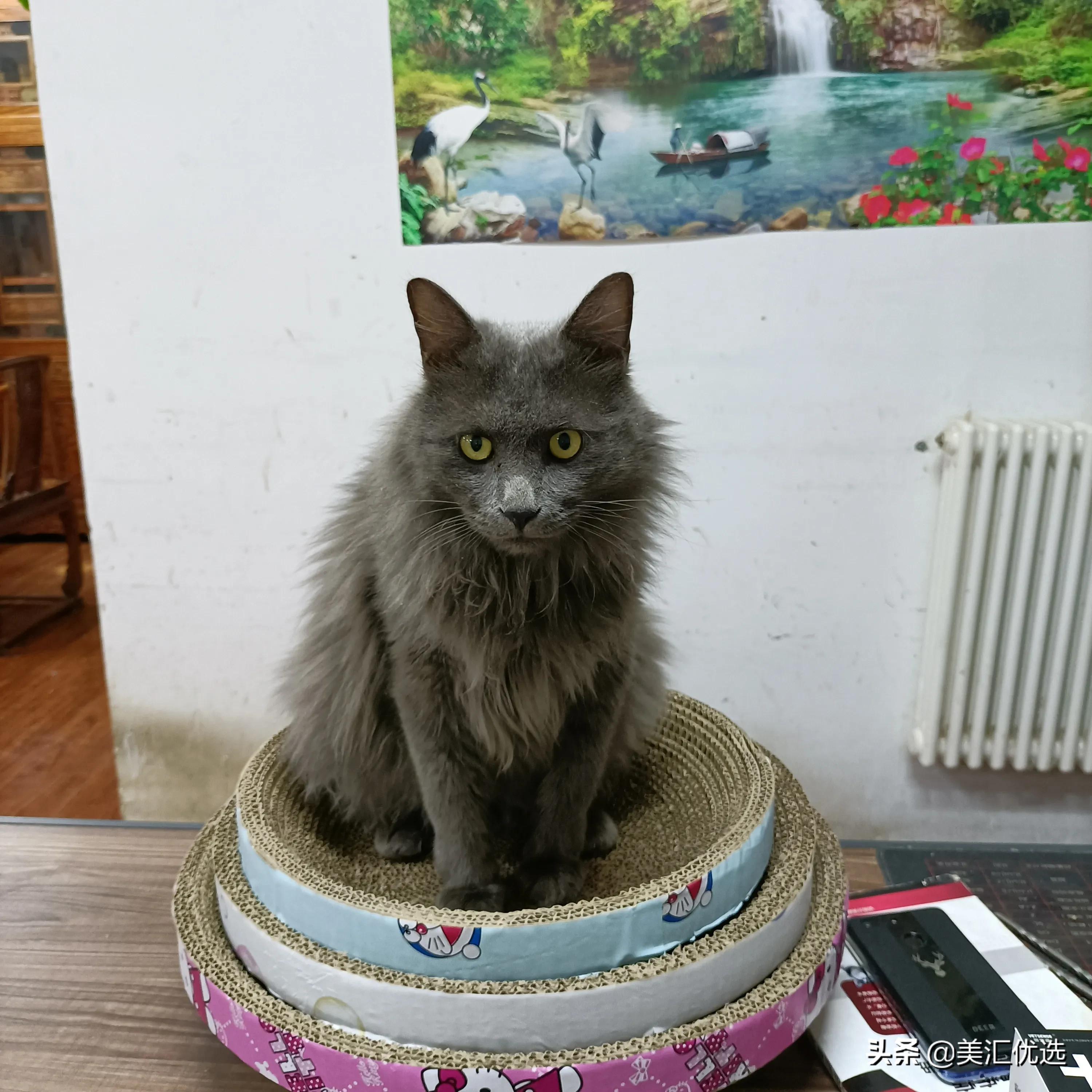 猫粮销量第一名,猫可以吃狗粮吗正确答案