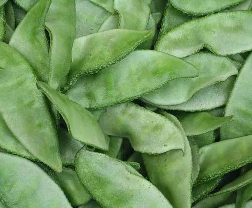 不可小瞧的猫毛,不可小瞧的扁豆