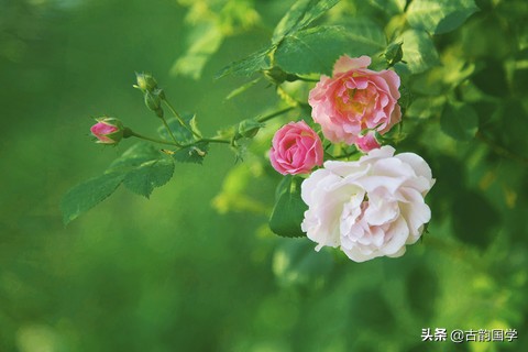 鲜花古诗,十幅书法十首唐诗沁人心脾