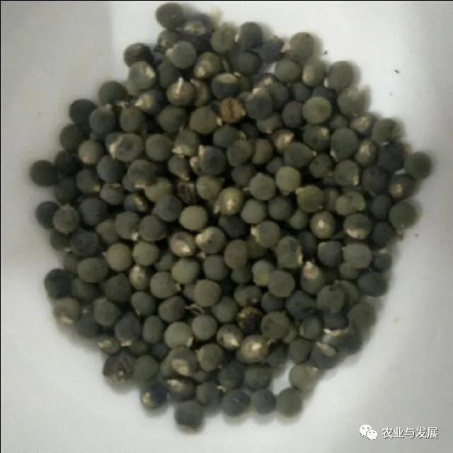 怎样种植秋葵才多丰收,秋葵怎么管理才高产