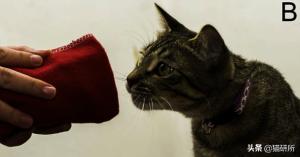 猫妈妈会认出长大的小猫吗,猫妈妈会认得长大后的孩子吗