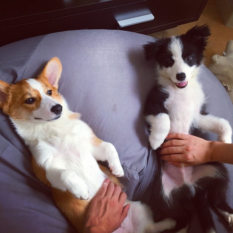 狗狗交配后竟转头就跑？背后真相有这些