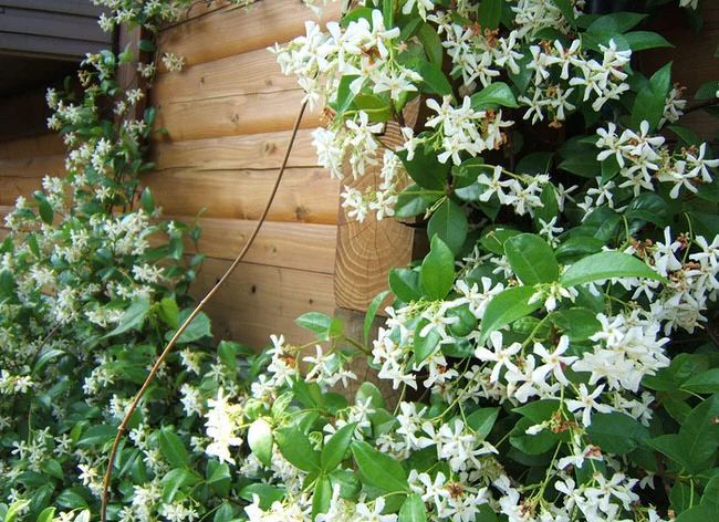 爬藤10大植物,100种爬藤植物图片大全