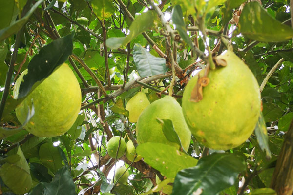 柚子树难管理吗,柚子不结果怎么管理