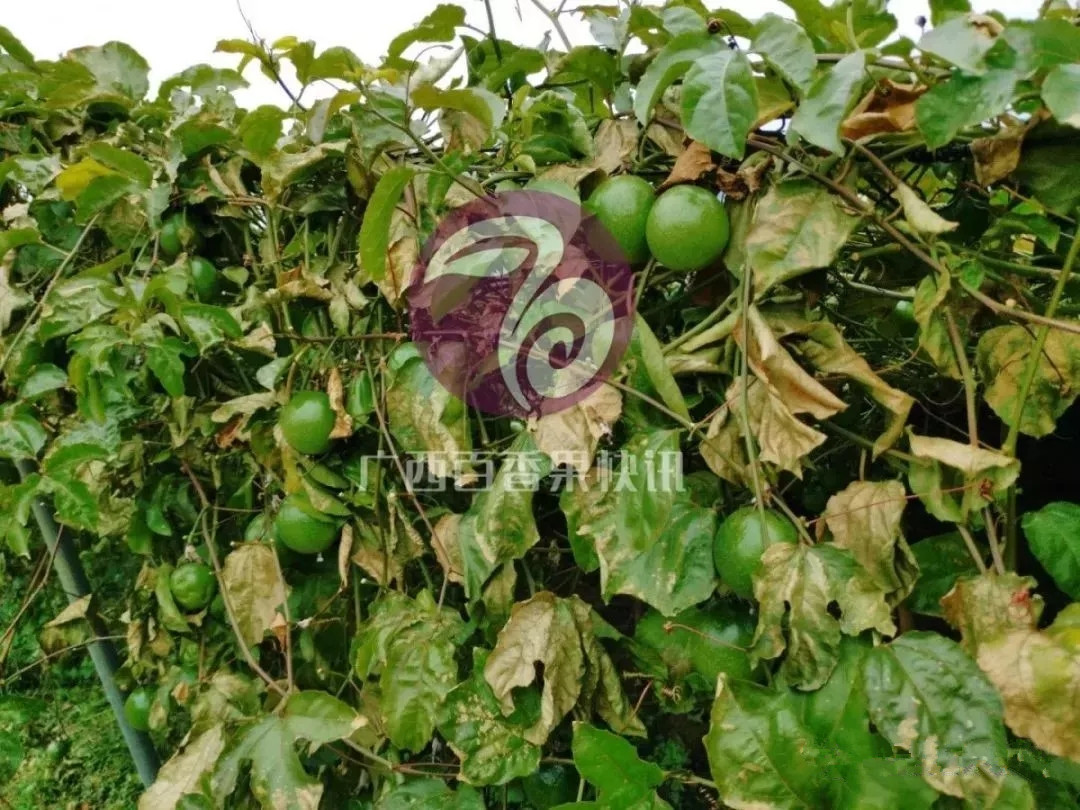 黄金百香果吃多了会有什么副作用,福建黄金百香果跟云南黄金百香果