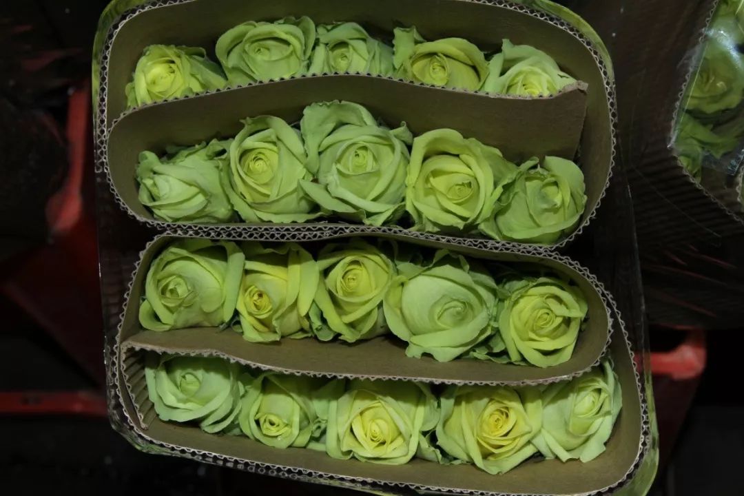 越南教师节鲜花为什么涨价,越南教师节鲜花涨价