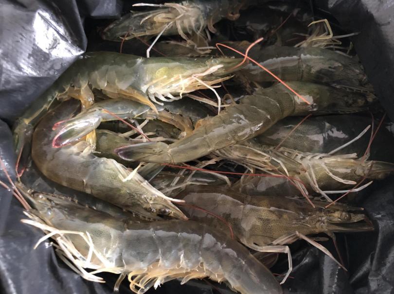 如何挑选活大虾的正确方法,买大虾怎么挑选直的好还是弯的好