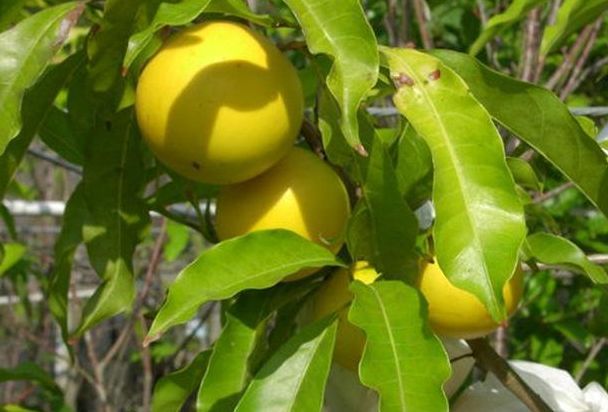 农村种植业致富项目推荐,农村致富项目一年四季有收益