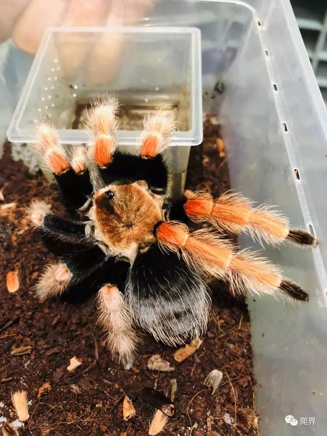 湛江爬宠店,深圳爬宠店在哪里