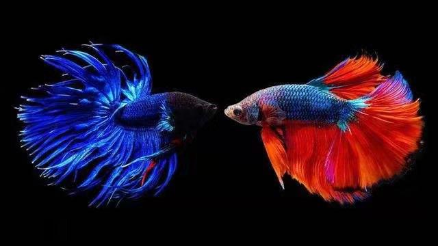 菠萝鱼观赏鱼和斗鱼混养,斗鱼要满足什么条件才混养