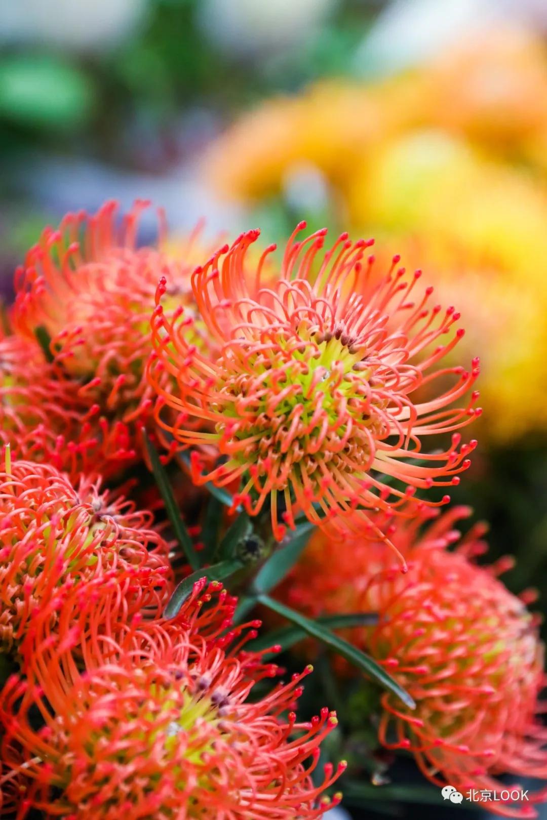 北京最大花市在哪,北京比较知名的花市有哪些