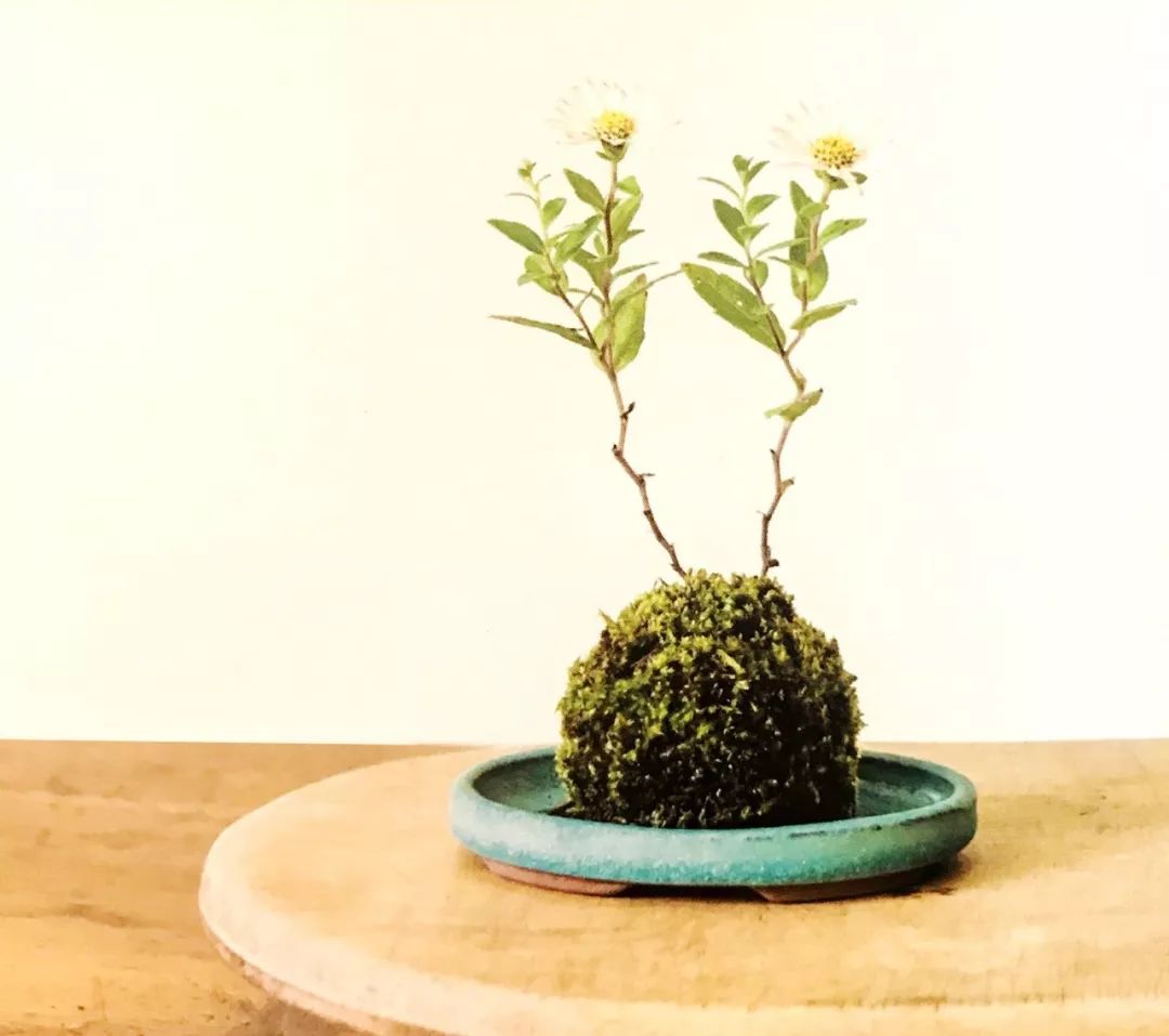 适合做苔玉的苔藓有哪些,适合做苔玉的苔藓