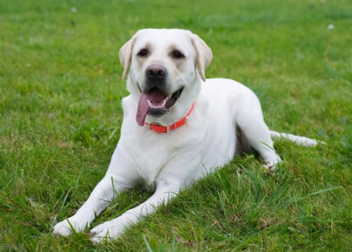 拉布拉多幼犬被骗,拉布拉多犬被骗