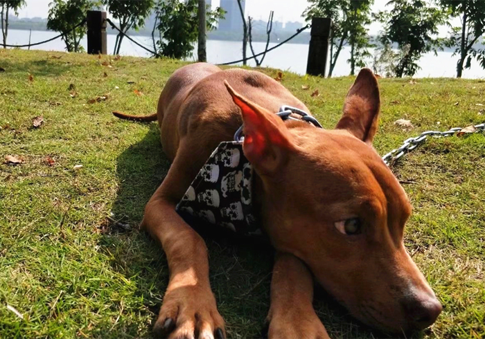 狗狗贫血缺钙怎么补最好,狗狗贫血严重除了输血还能怎么办