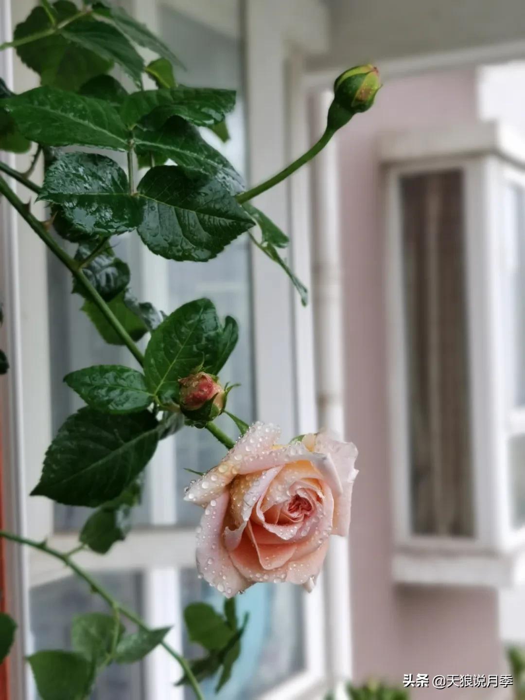 月季春季第一波花要不要剪,月季春季第一波花开后嫁接