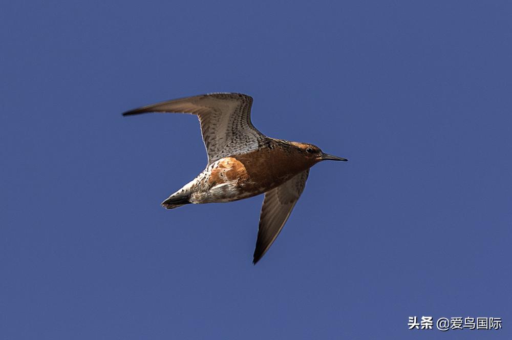 来认识一下滨鹬属的小伙伴们