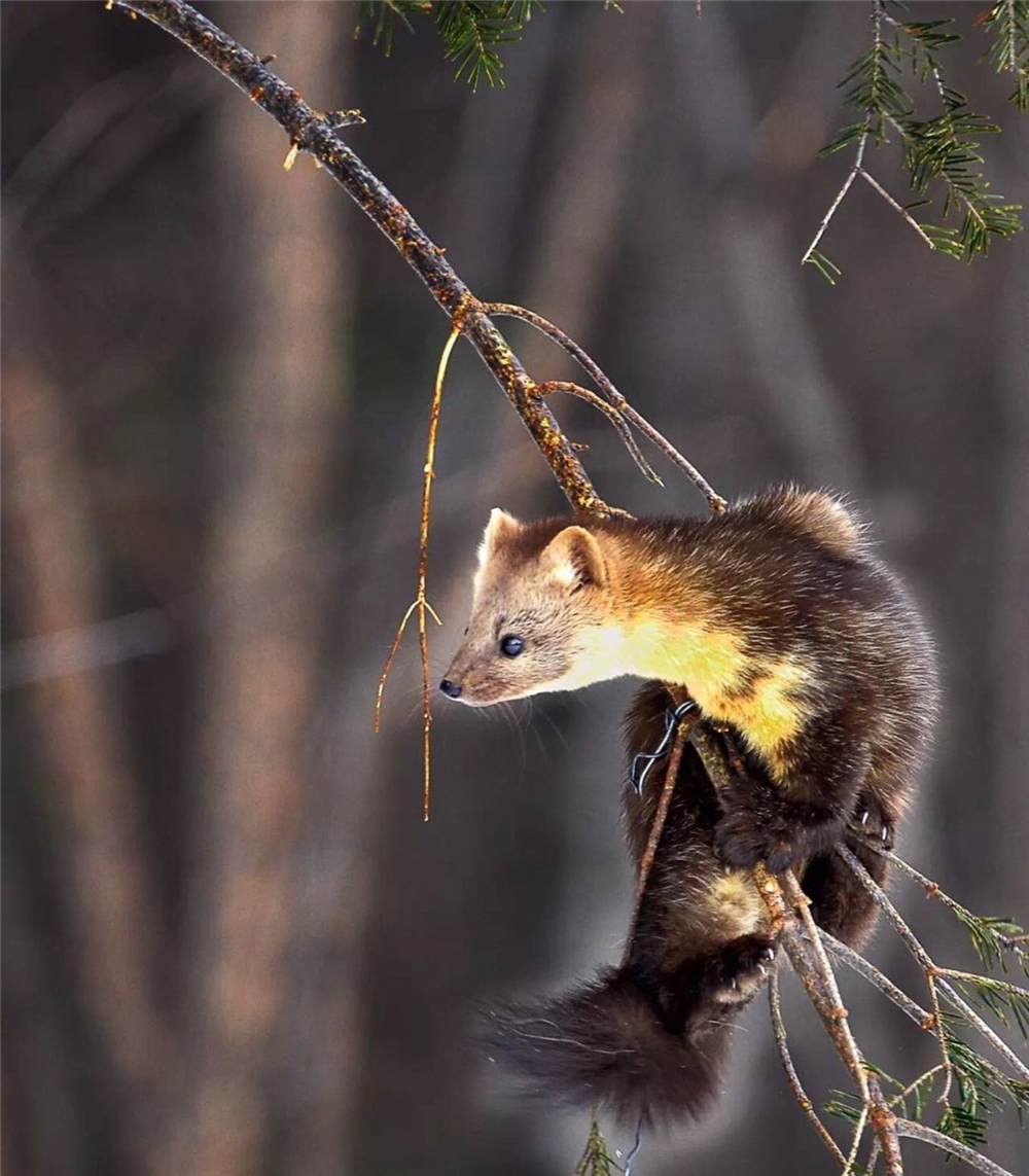 紫貂和紫貂宝宝,罕见紫貂现身长白山
