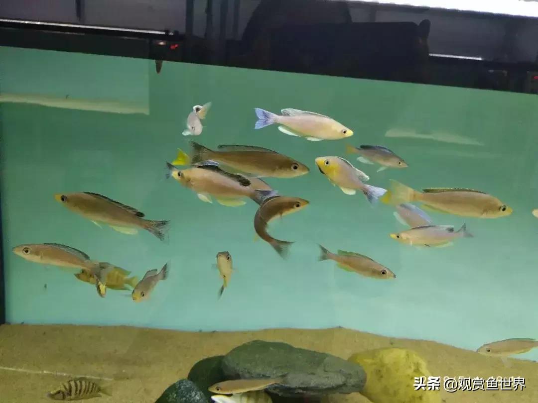 梦想的三湖世界持续建设中……方位:中国天津