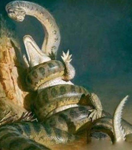 亚马逊丛林有多厉害,亚马逊丛林什么样