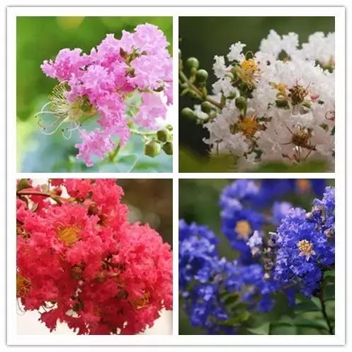 史上最全的花卉介绍，认识超过30种以上绝对是大神