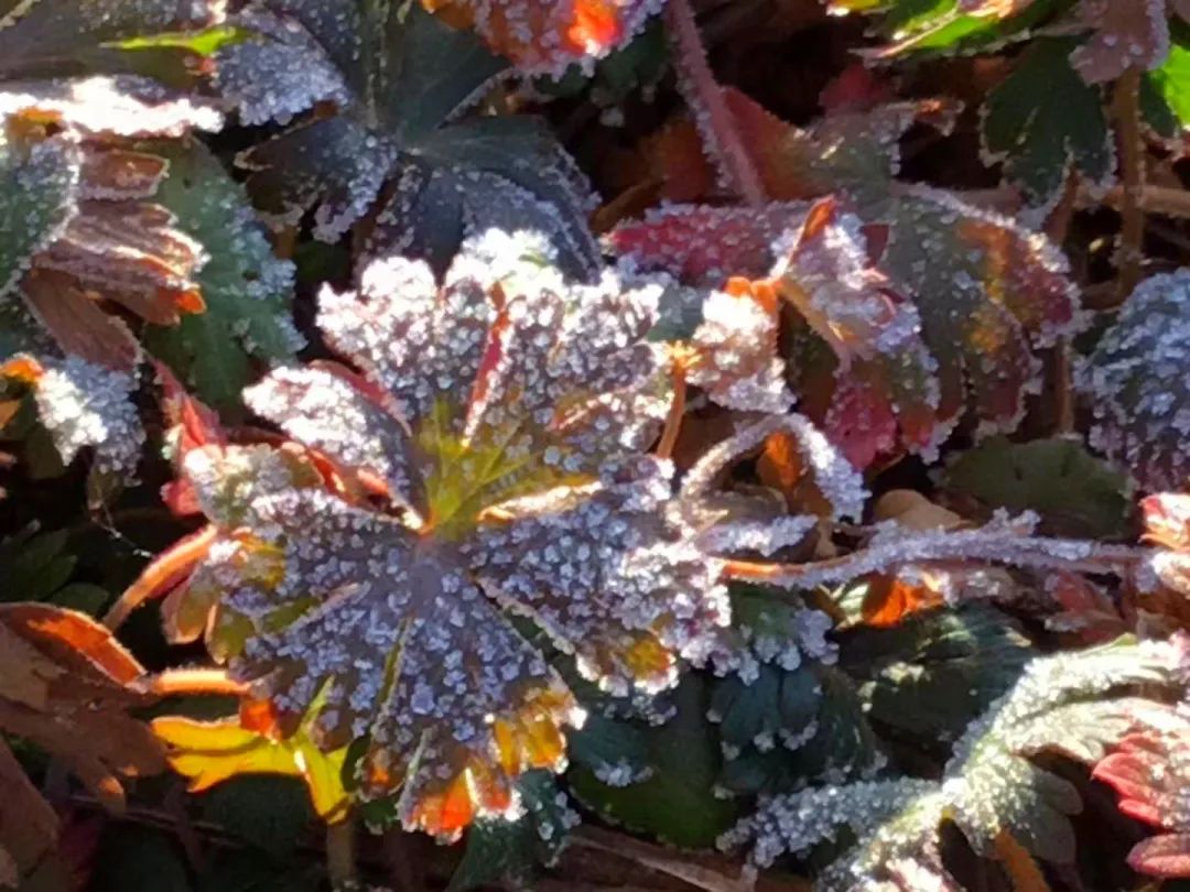 草木人间的丁香花,草木人间夏天
