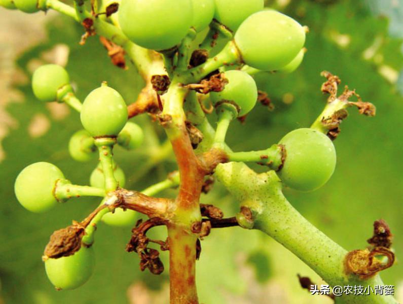 葡萄的穗轴褐枯病是怎样的,葡萄溃疡病后果