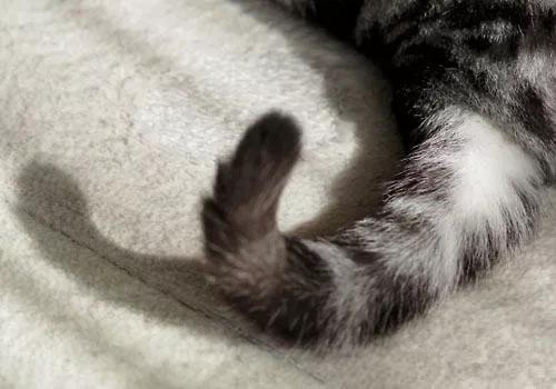 猫癣是猫咪常见的疾病,常见的猫咪皮肤病