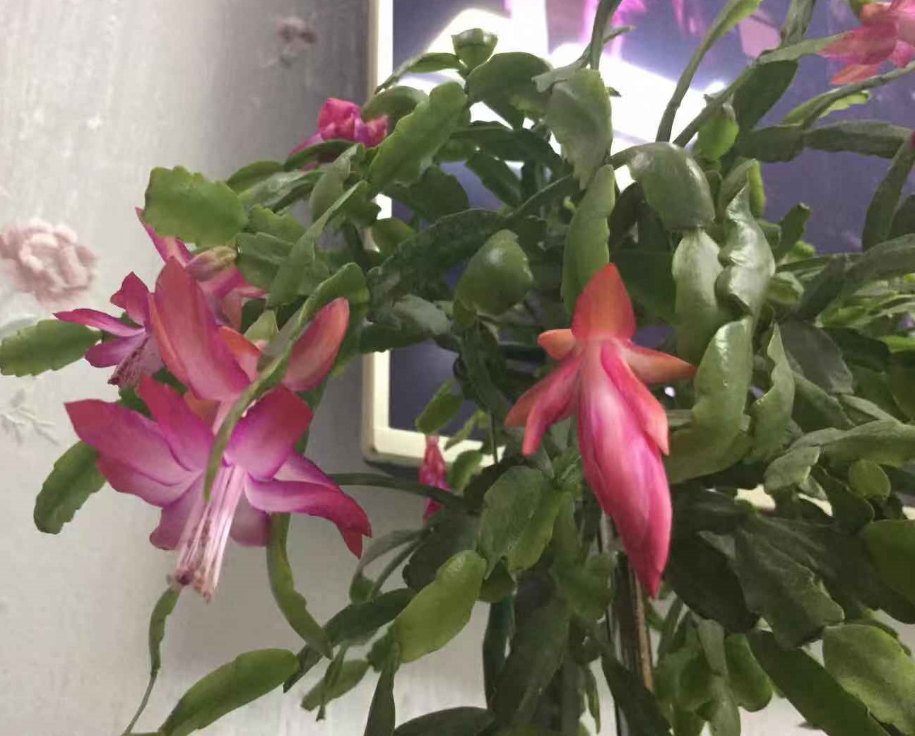 过年了，邻居送我的蟹爪兰开了