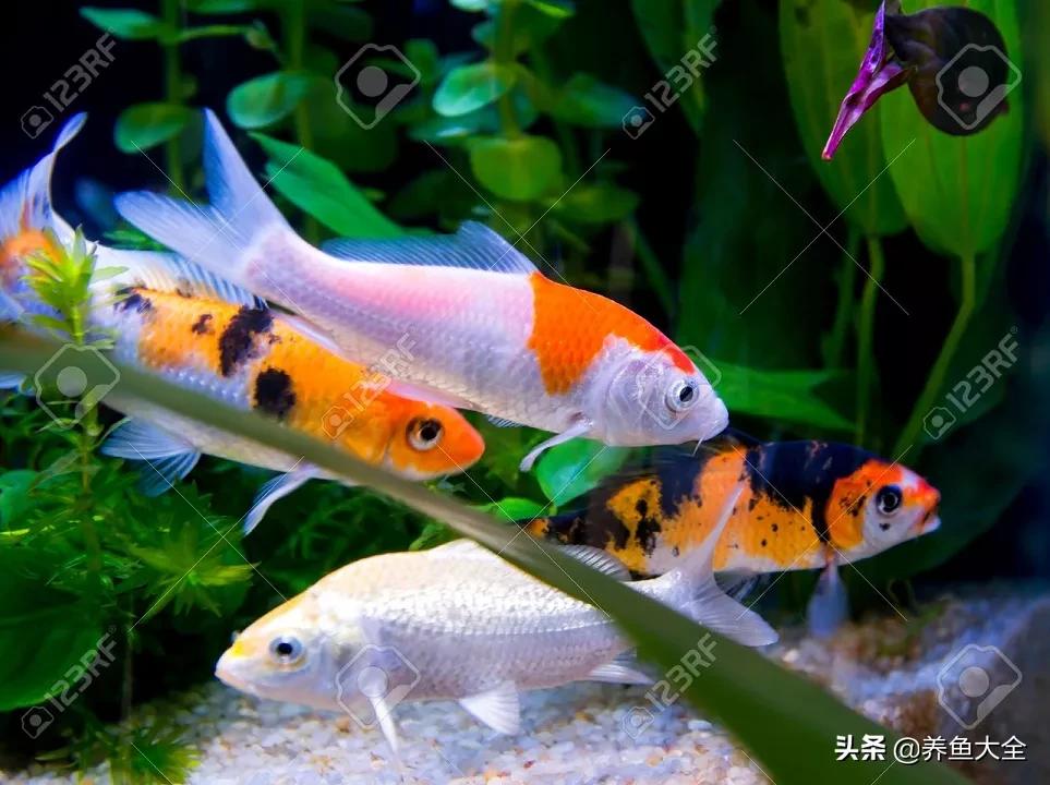 没有梦想的鱼类,新池锦鲤养水正确方法