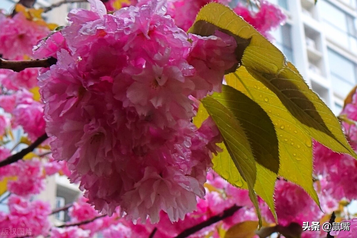 世说新语·咏雪译文,世说新语原文译文30篇