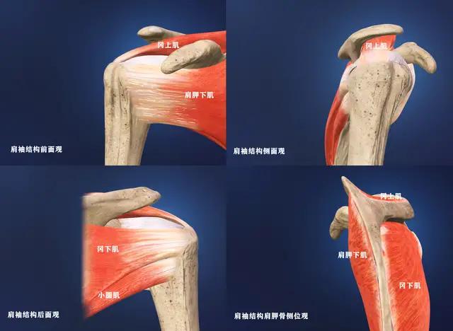 肩膀疼痛竟是如此大问题不可小觑,肩膀疼痛的辨别和解决方法