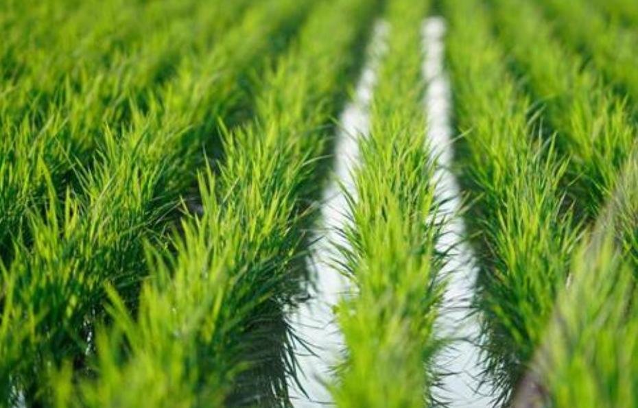 东汉人口迁移的原因,东汉末年北方人南迁的原因是什么