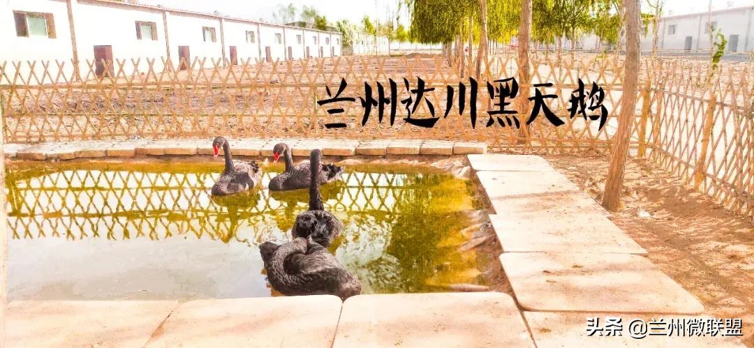 杏林湖黑天鹅,五一假期观光兰州