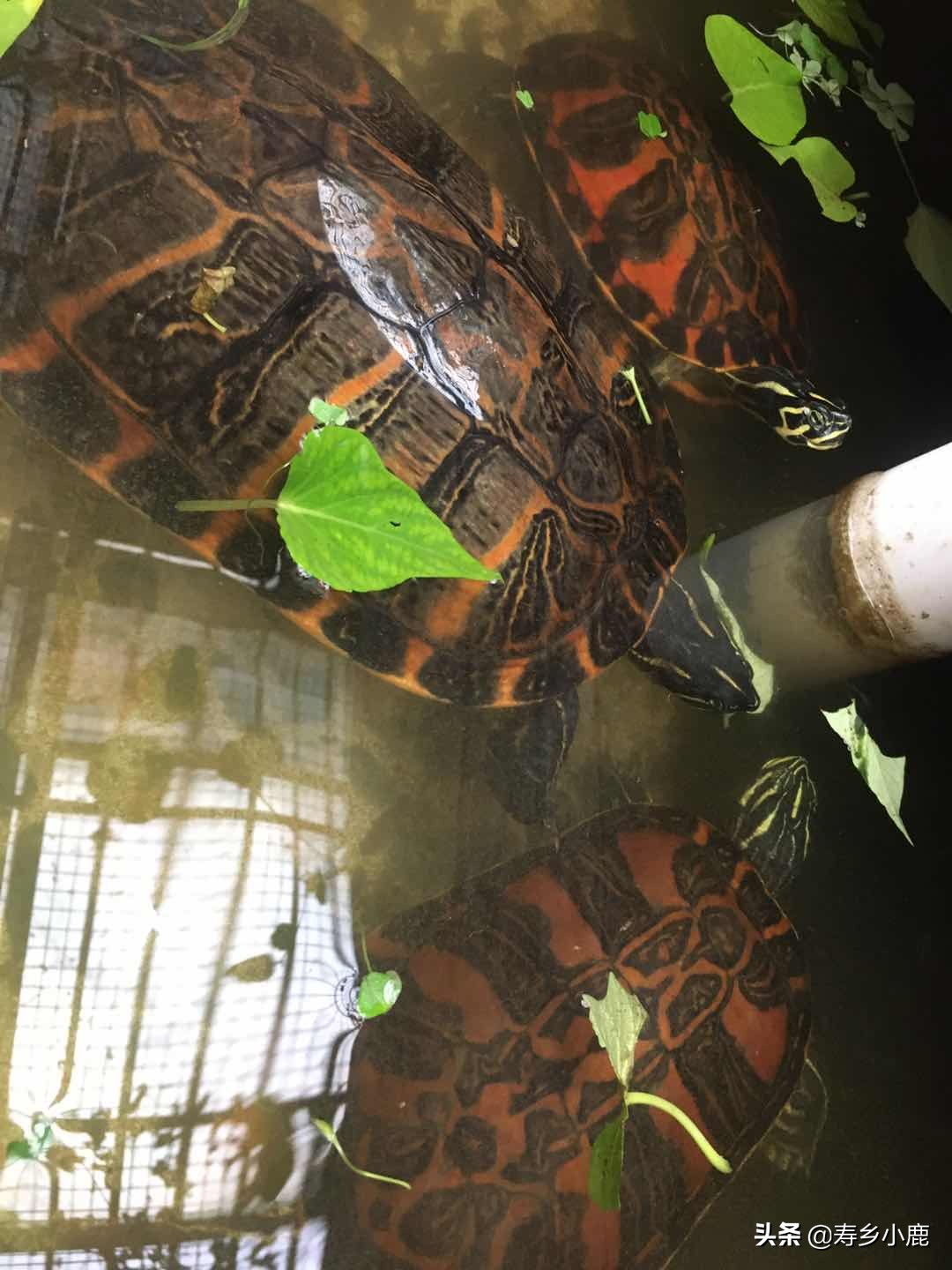 龟池里出现白色虫子,龟身上有白色的虫子怎么办