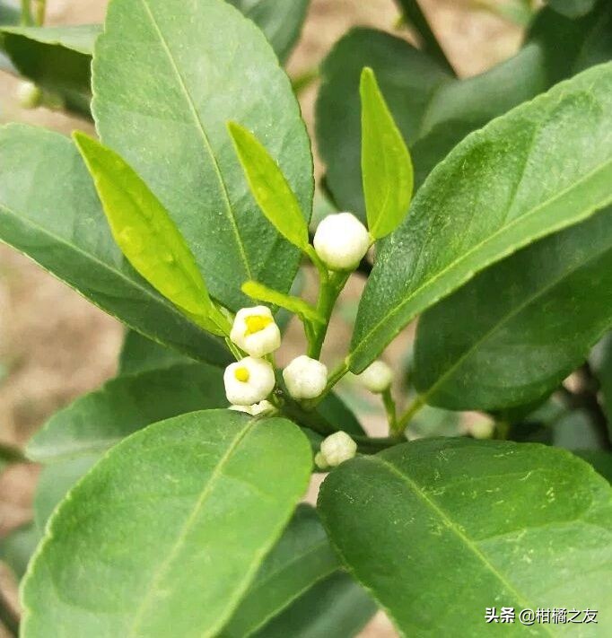 柑橘出现了大量的露柱花怎么办,柑橘为什么畸形花多