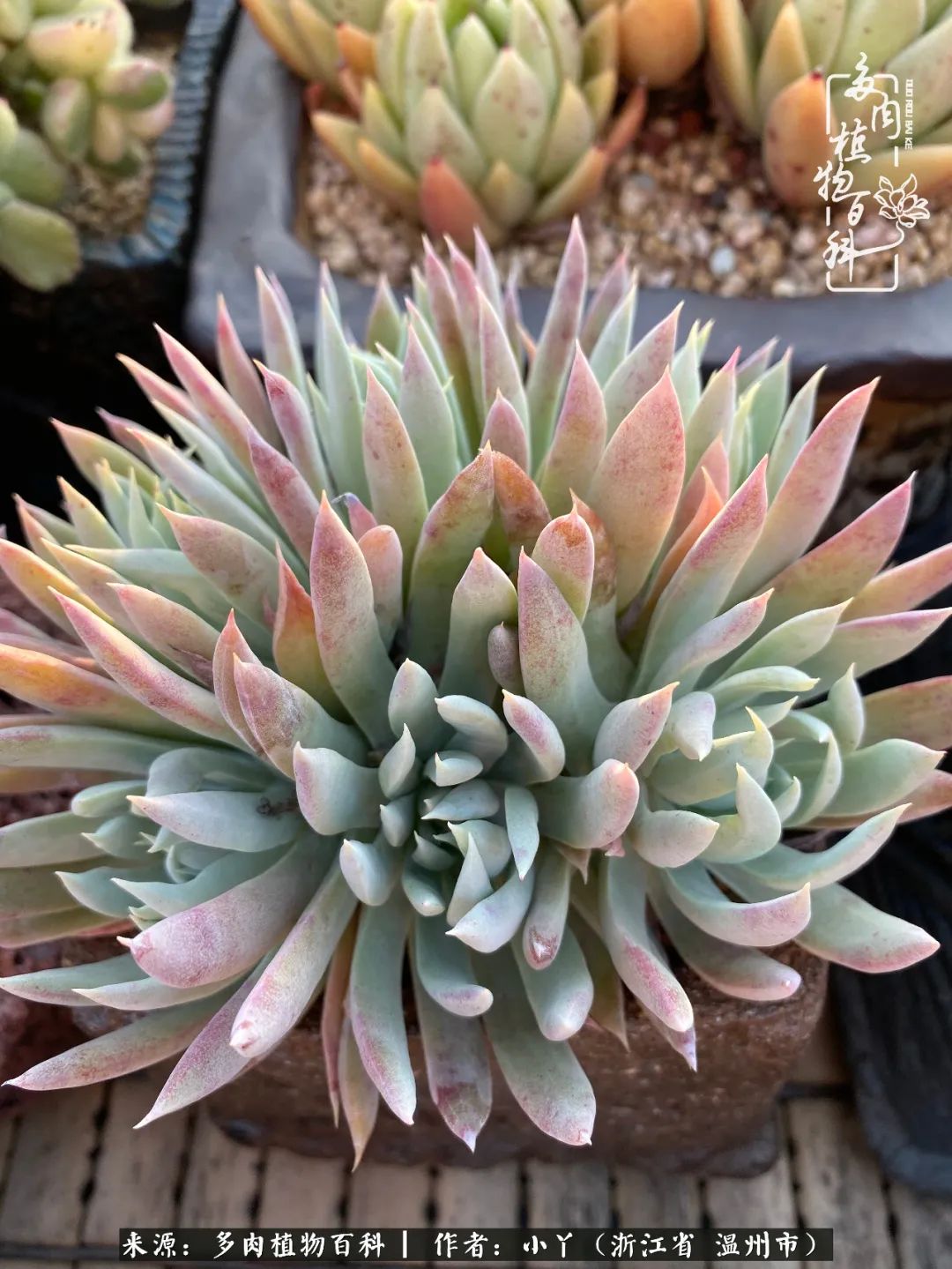 祖上无院家里无矿，一腔浪漫情怀付诸楼顶造花