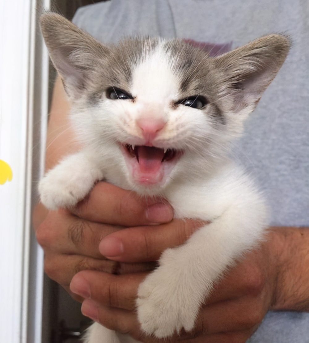 十种不建议买的猫咪,什么样的猫咪不能领养