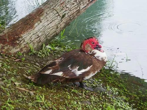 你认识吗丁啉,你认识吗