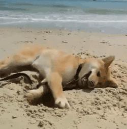 刨土刨水刨坑刨沙发，对于一只寂寞的狗子而言，万物皆可刨