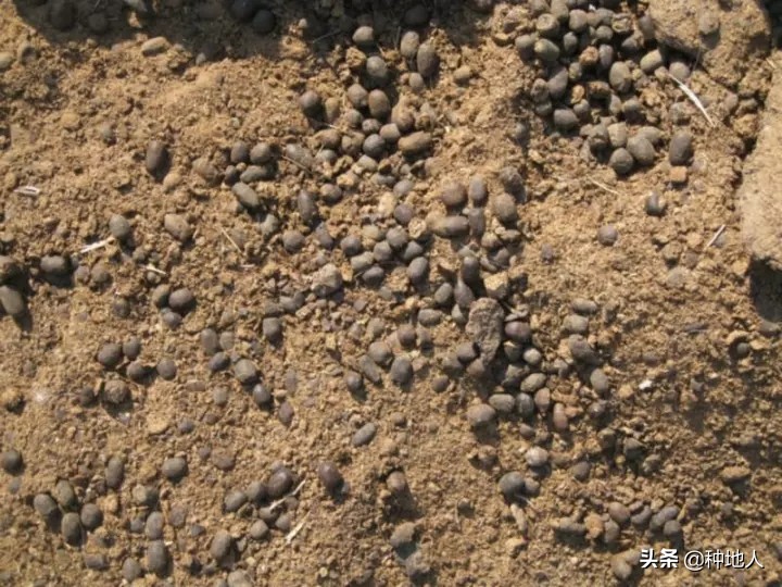 羊粪有机肥制作全过程,羊粪和秸秆如何制有机肥