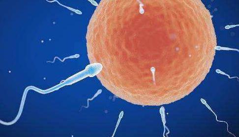 在女性体内，那些没遇到小蝌蚪的卵子去哪了？答应我，害羞也要看