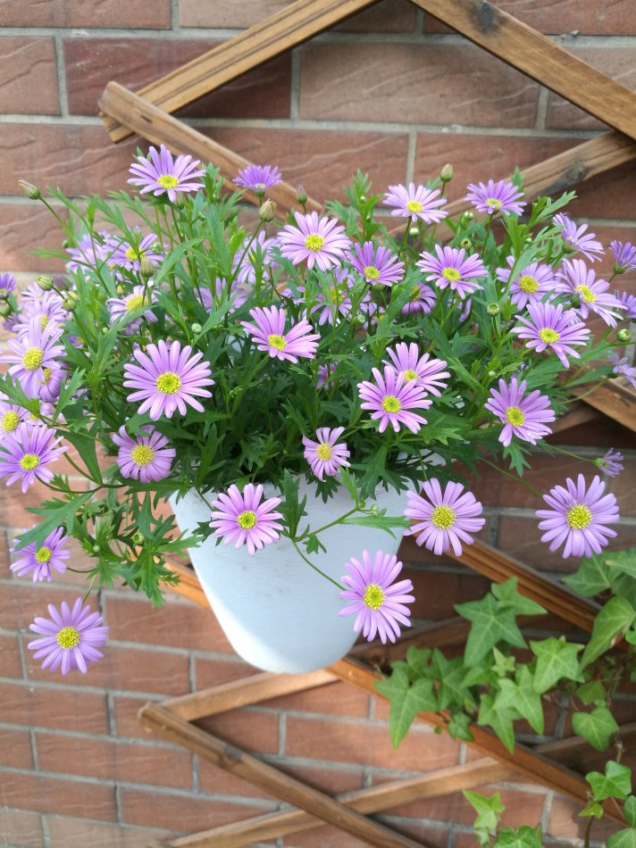 好看又好养的盆花,人养花也养人