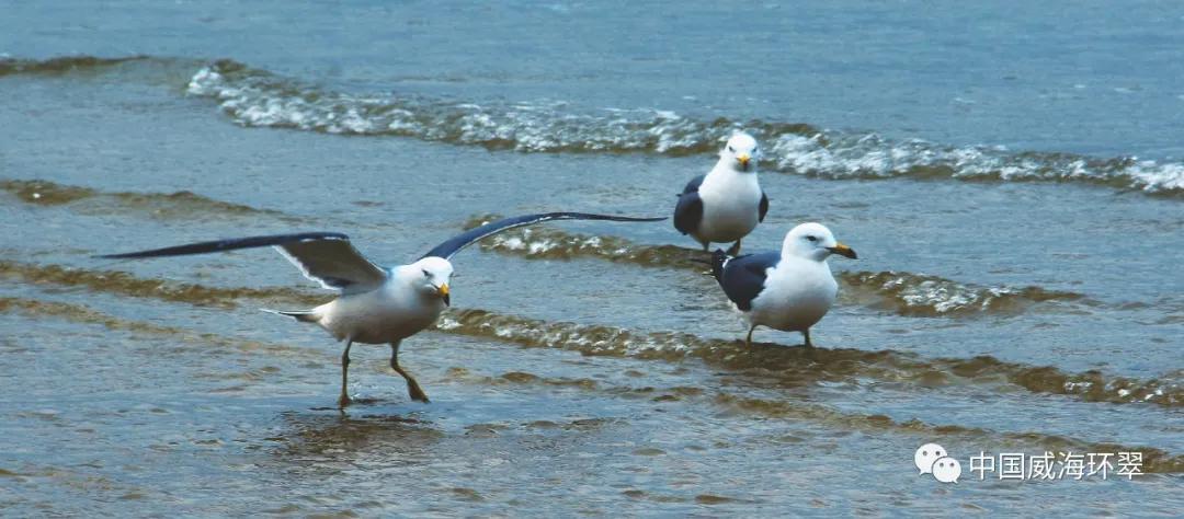 走进春天的环翠公园,环翠景色