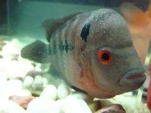 金鱼白点病的小瓜虫是哪里来的,观赏鱼用小瓜虫白点病特效药