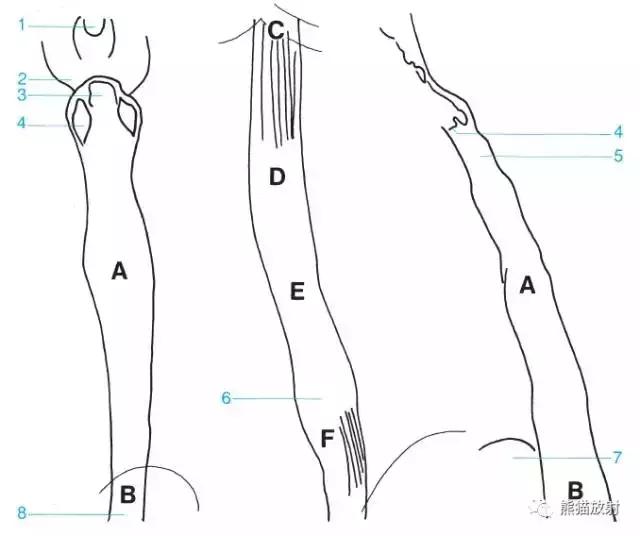 「收藏」11种消化道造影解剖图谱