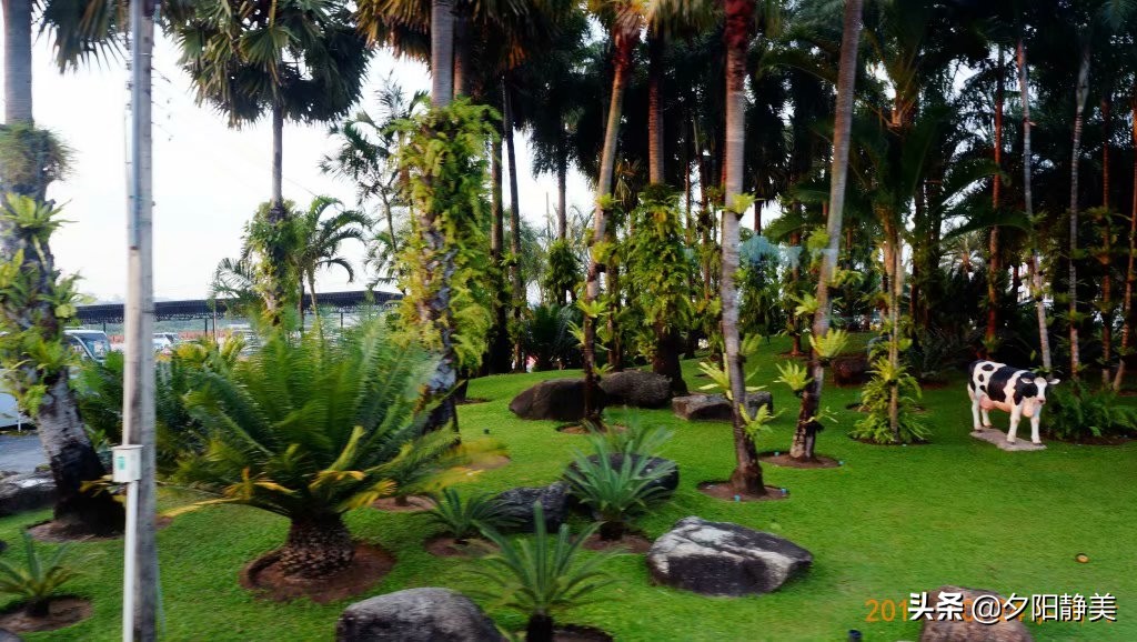 泰国芭提雅东芭乐园视频,芭提雅东芭乐园游玩攻略