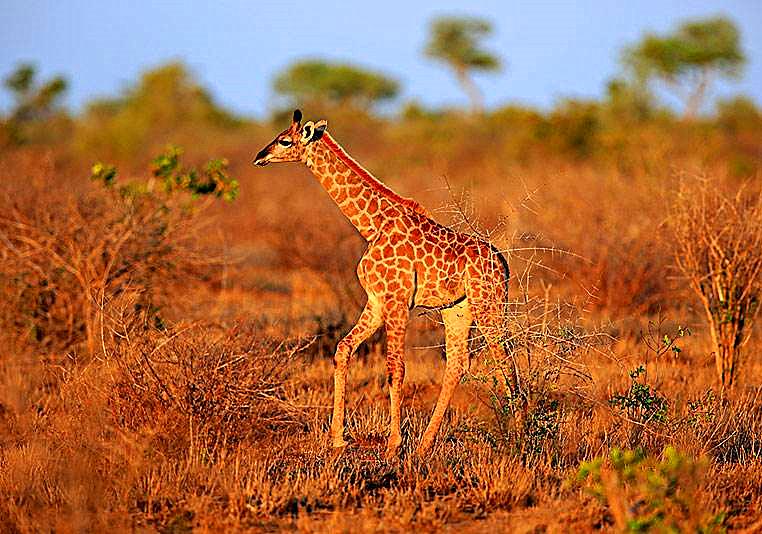 长颈鹿的叫声是怎样的,长颈鹿的叫声像什么